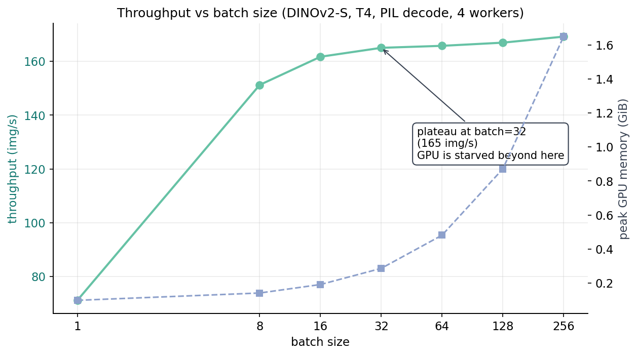 Figure 4. Throughput plateaus at batch 16-32 and barely moves through batch 256. Peak GPU memory rises with the square of batch size (right axis), so the cost of growing batch is real even when the benefit is zero. The plateau happens because the DataLoader workers can't decode JPEGs fast enough to keep batches arriving — the GPU finishes its forward and waits.